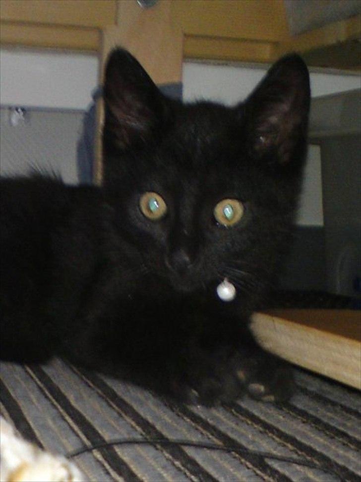 Blanding af racer Kody billede 1