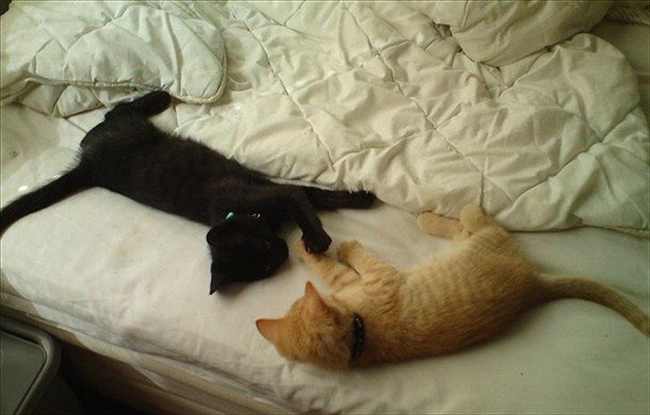 Blanding af racer Kody billede 2