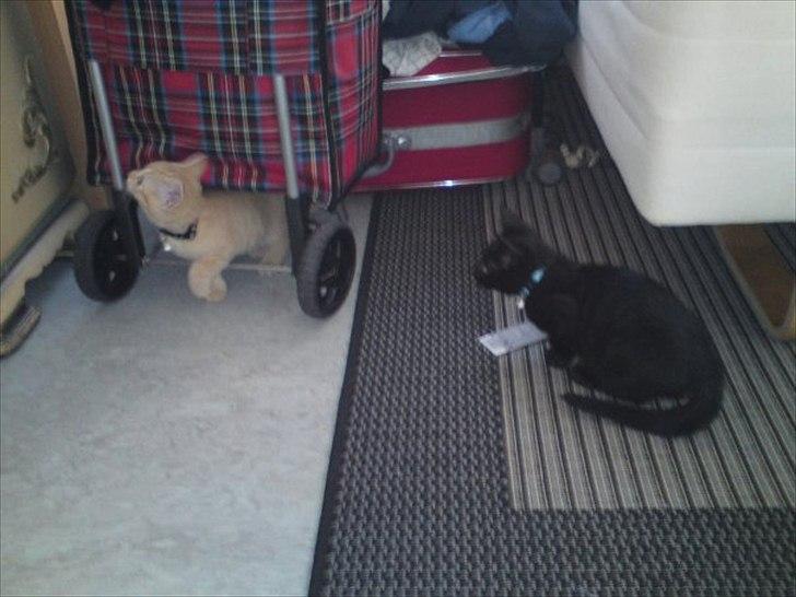 Blanding af racer Kody billede 3