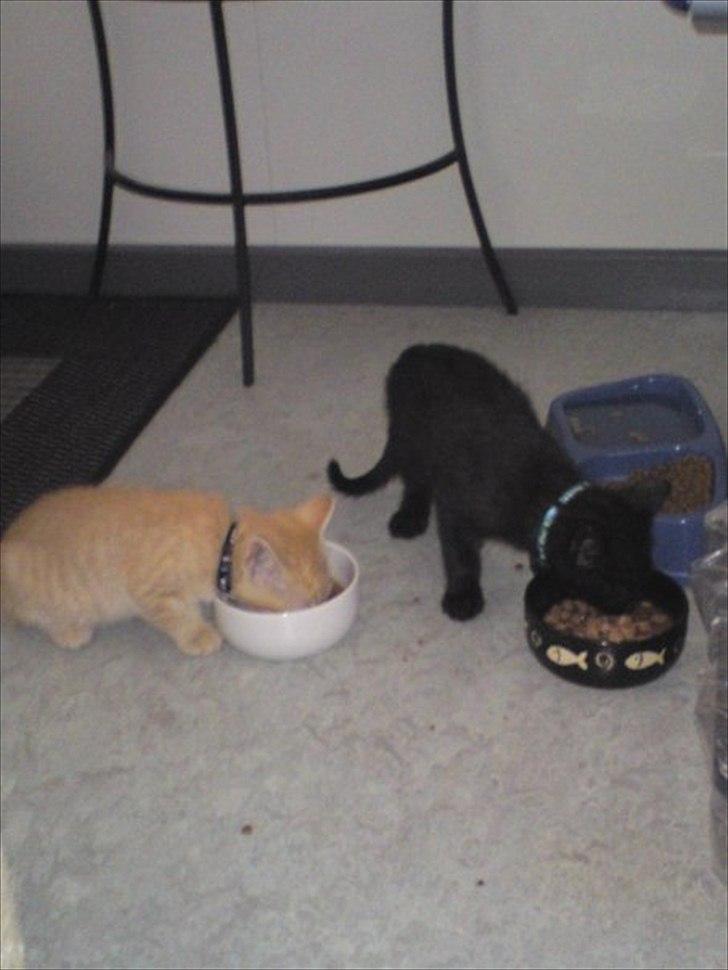 Blanding af racer Kody billede 4