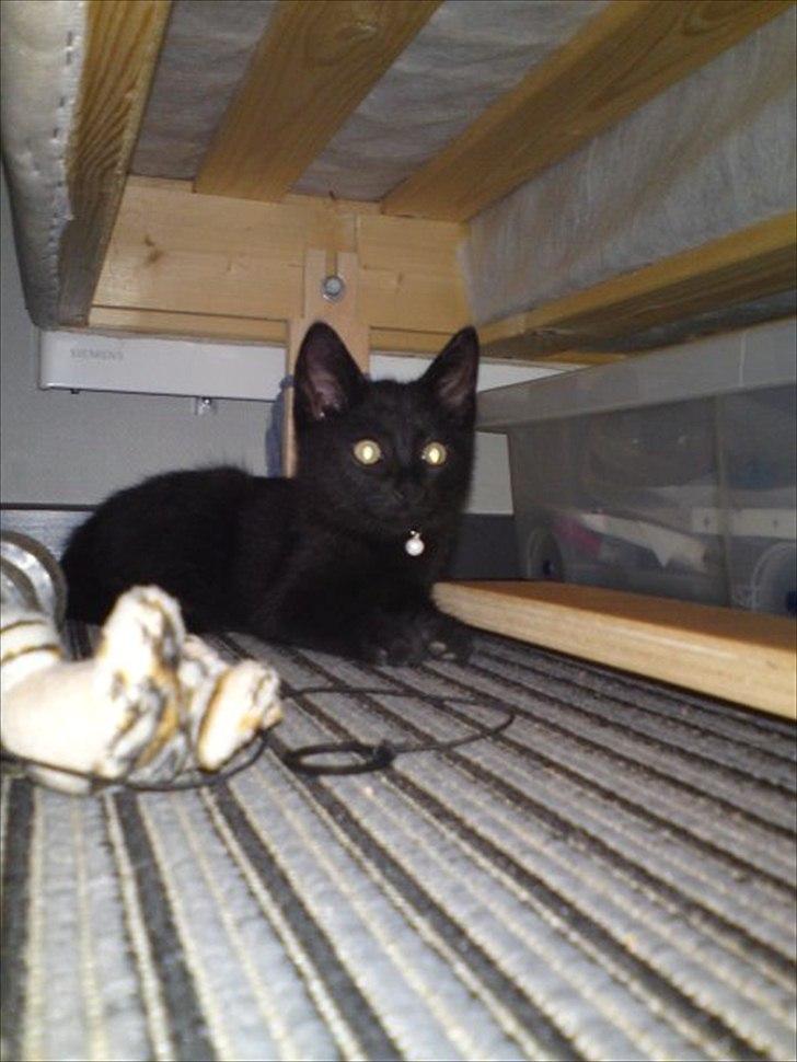 Blanding af racer Kody billede 5