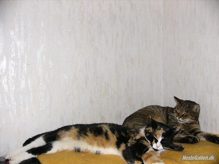 Huskat Mulle billede 7