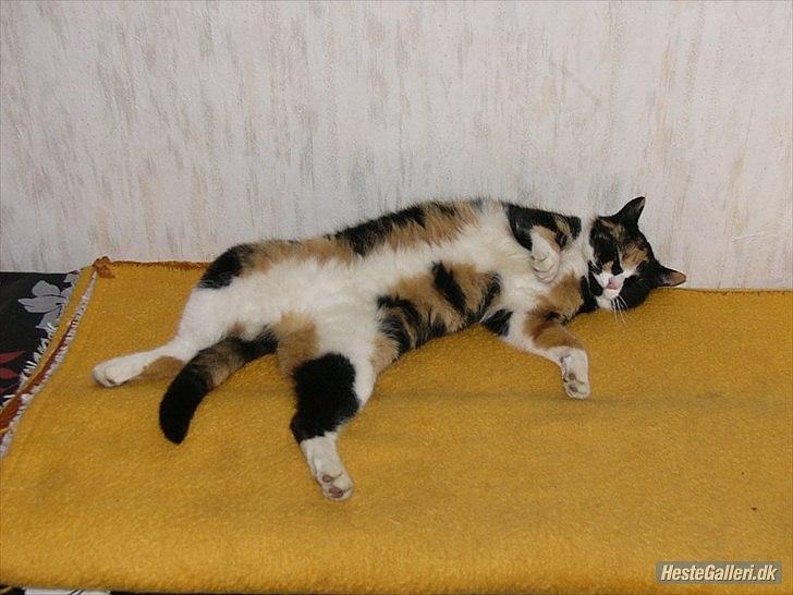 Huskat Mulle billede 8