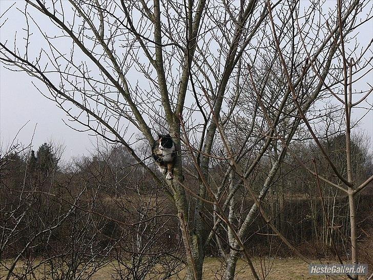 Huskat Mulle billede 9