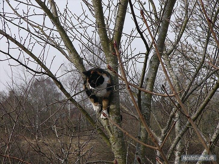 Huskat Mulle billede 10