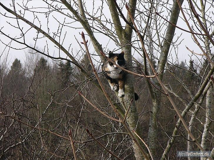 Huskat Mulle billede 11