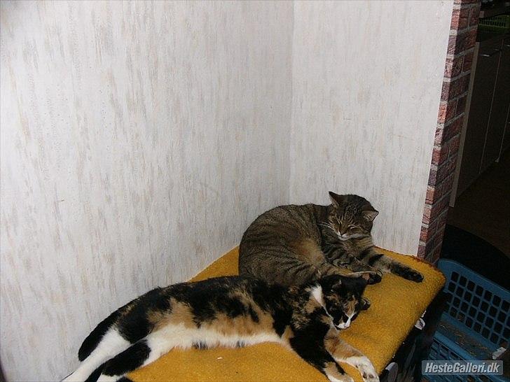 Huskat Gismo R.I.P 29 AGUST 2011 billede 2