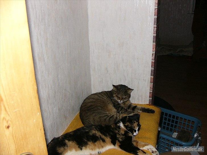 Huskat Gismo R.I.P 29 AGUST 2011 billede 3