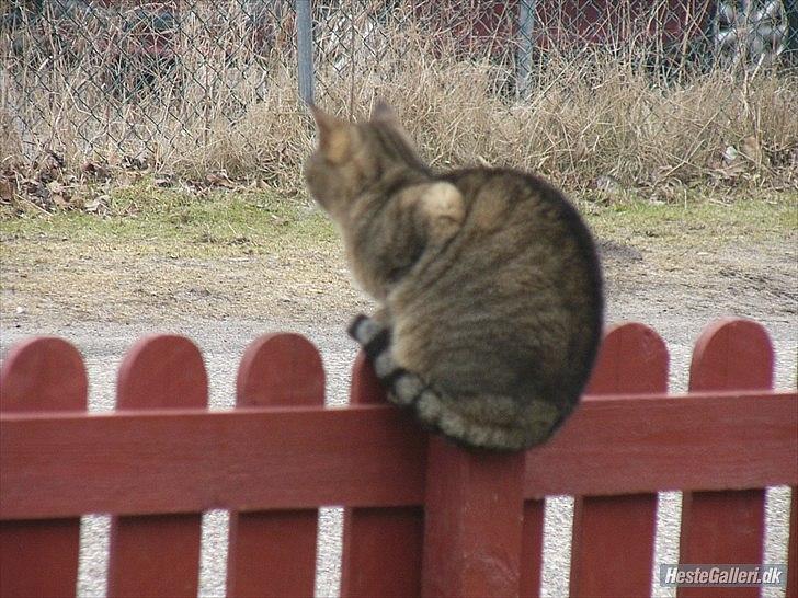 Huskat Gismo R.I.P 29 AGUST 2011 billede 5