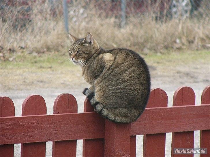 Huskat Gismo R.I.P 29 AGUST 2011 billede 6