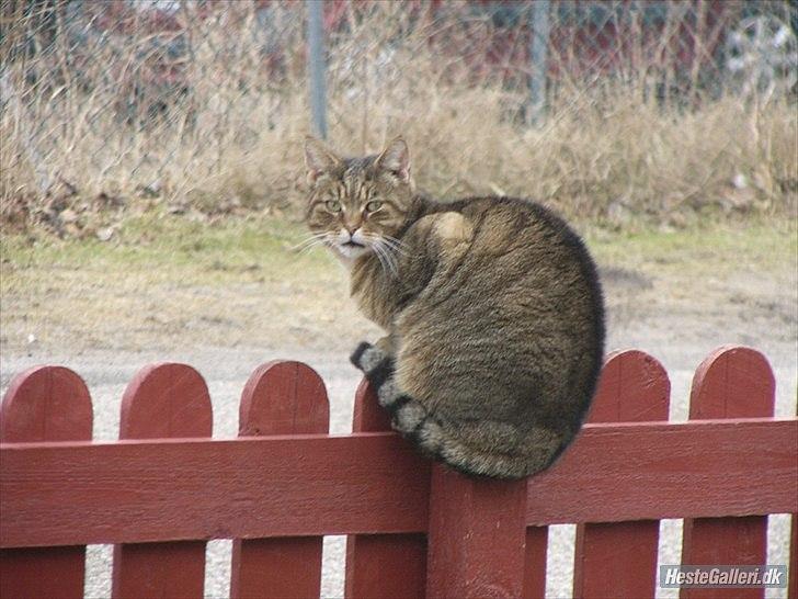 Huskat Gismo R.I.P 29 AGUST 2011 billede 7