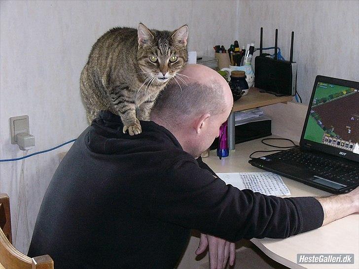 Huskat Gismo R.I.P 29 AGUST 2011 billede 9