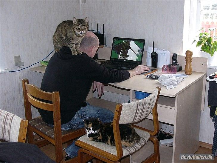 Huskat Gismo R.I.P 29 AGUST 2011 billede 10