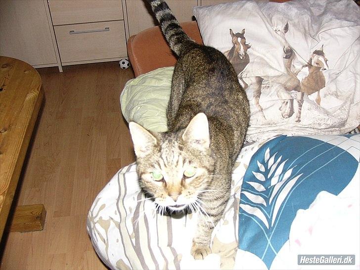 Huskat Gismo R.I.P 29 AGUST 2011 billede 11