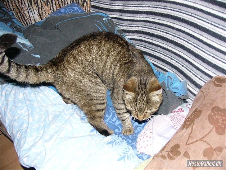 Huskat Gismo R.I.P 29 AGUST 2011 billede 12