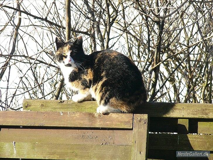 Huskat Mulle billede 2