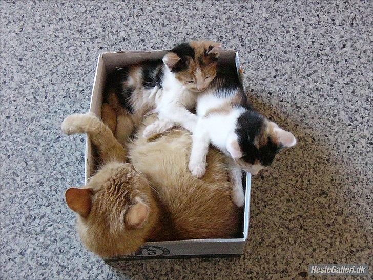 Huskat Garfield billede 1