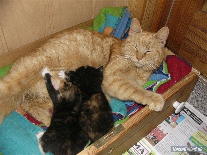 Huskat Garfield billede 2