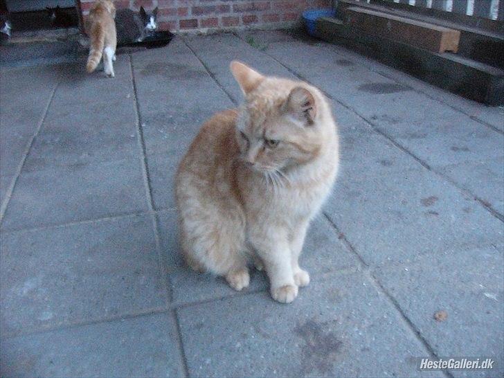 Huskat Garfield billede 3