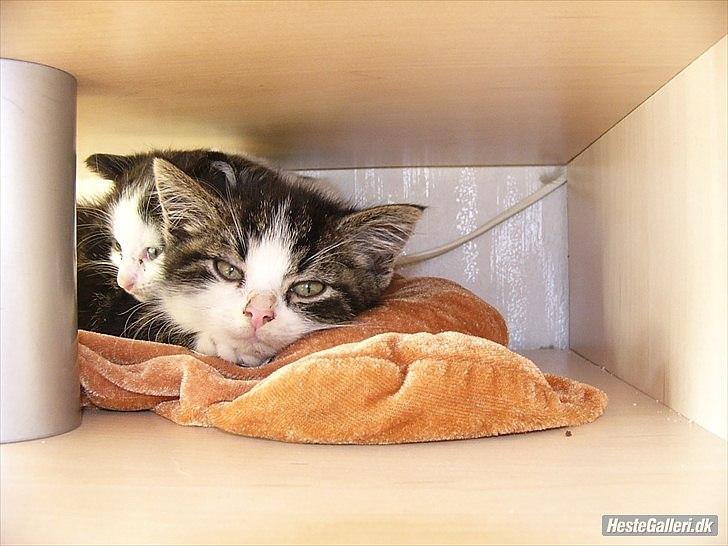 Norsk Skovkat Pumba D. 1 billede 2