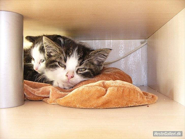 Norsk Skovkat Pumba D. 1 billede 1