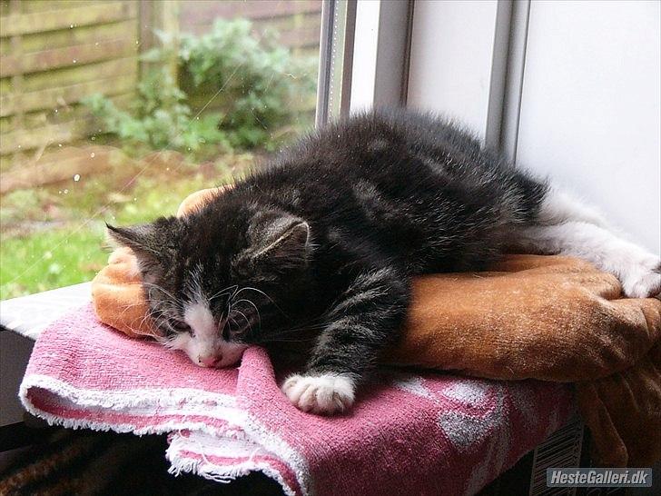 Norsk Skovkat Pumba D. 1 billede 3