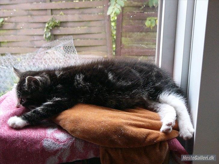 Norsk Skovkat Pumba D. 1 billede 4