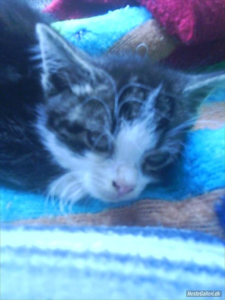 Norsk Skovkat Pumba D. 1 billede 5