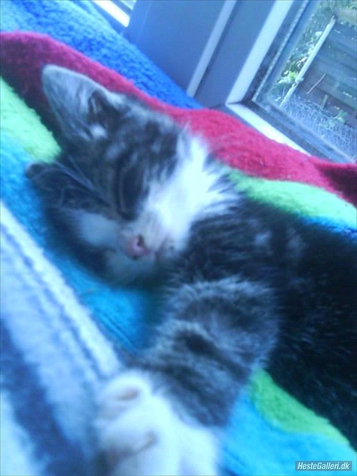 Norsk Skovkat Pumba D. 1 billede 6