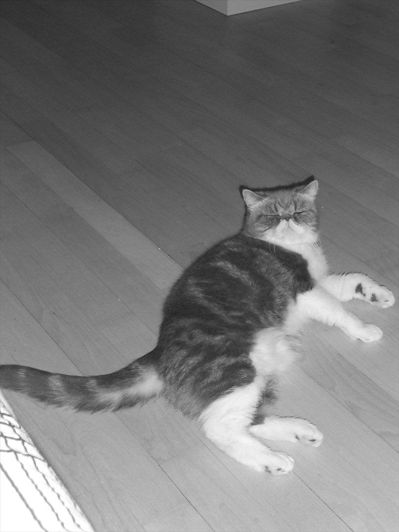 Exotic Dimse billede 15