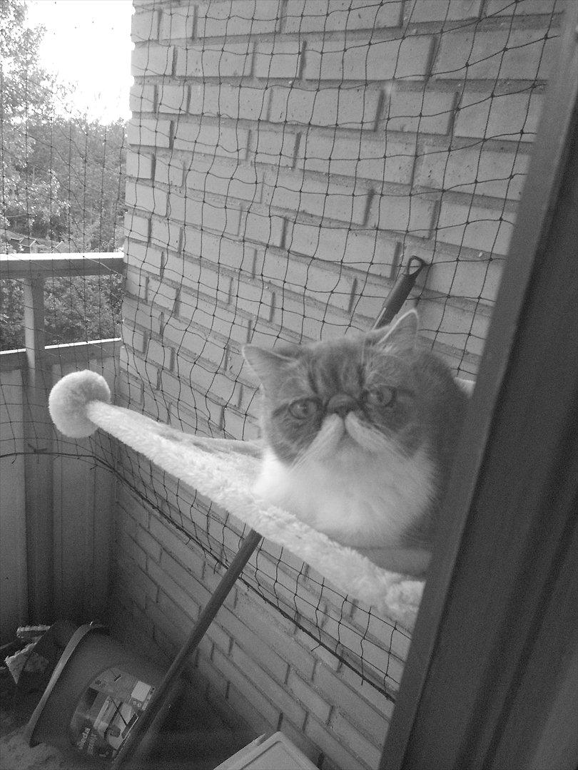 Exotic Dimse billede 17