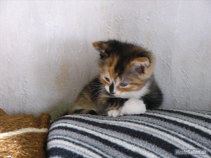 Huskat Unavngivet billede 1