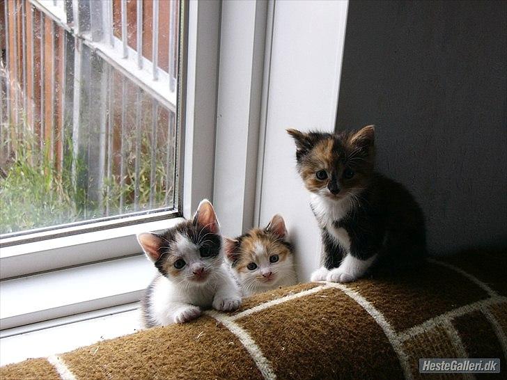 Huskat Unavngivet billede 2