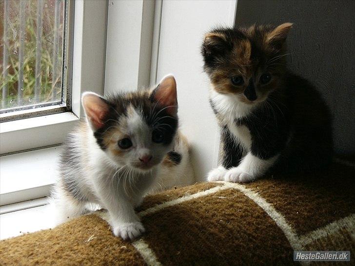 Huskat Unavngivet billede 3