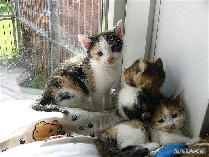 Huskat Unavngivet billede 4