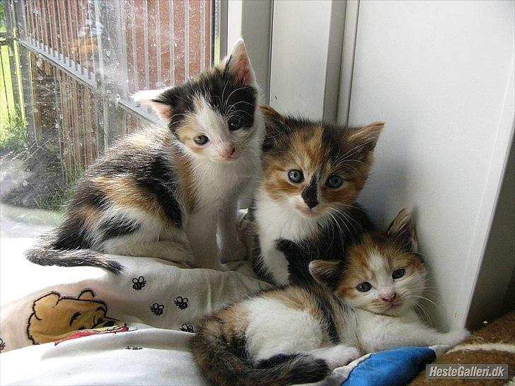 Huskat Unavngivet billede 5