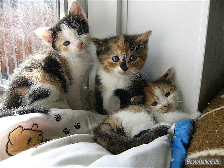 Huskat Unavngivet billede 6