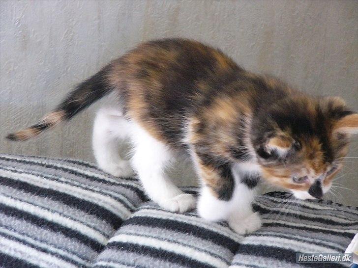 Huskat Unavngivet billede 7