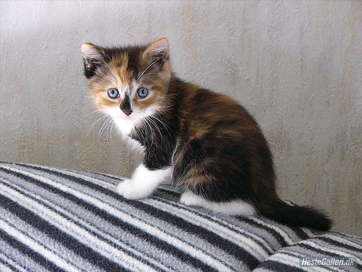 Huskat Unavngivet billede 8