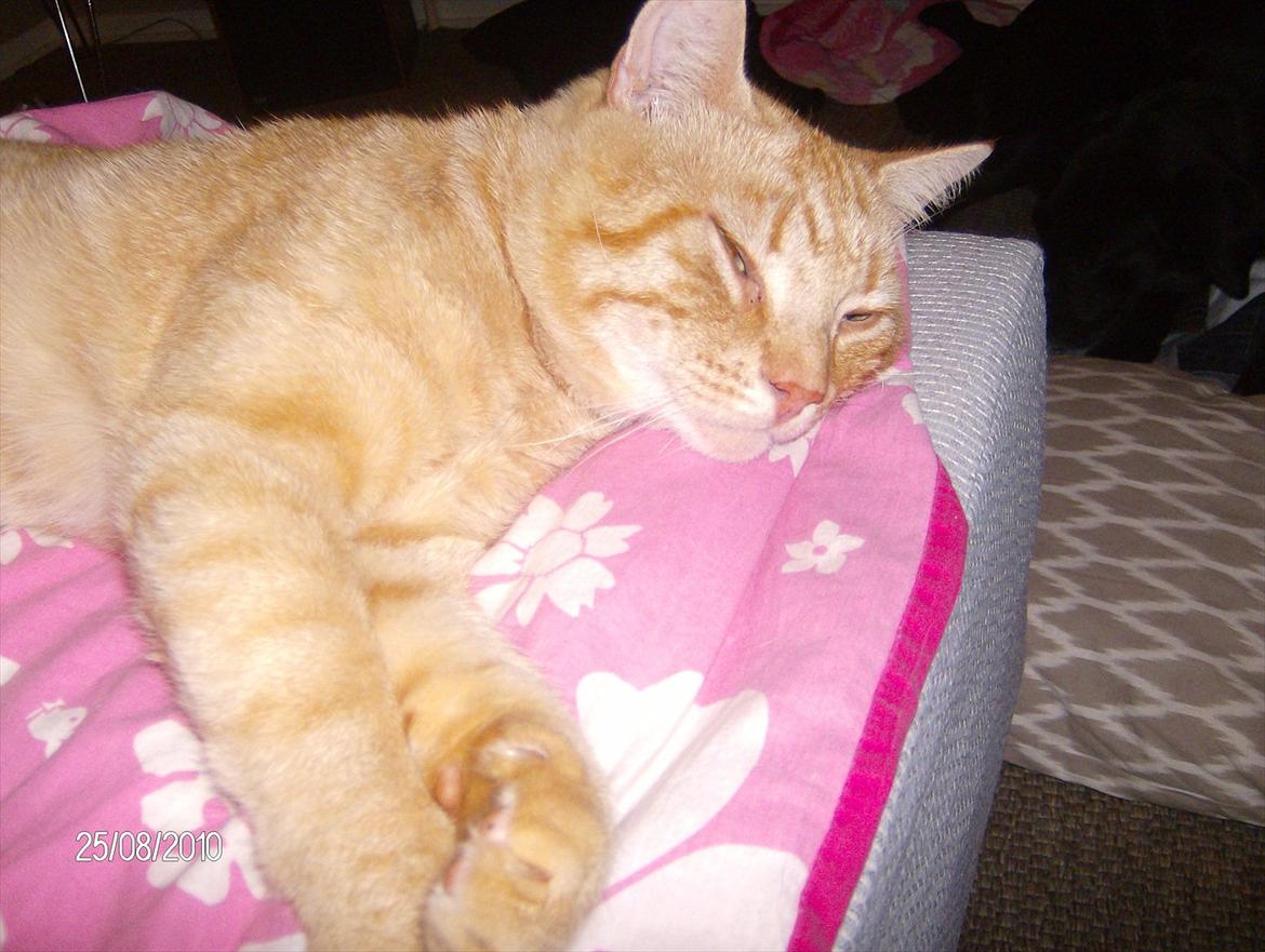 Huskat Tarzan - Tarzan ligger og nyder en dejlig lur. :) billede 1