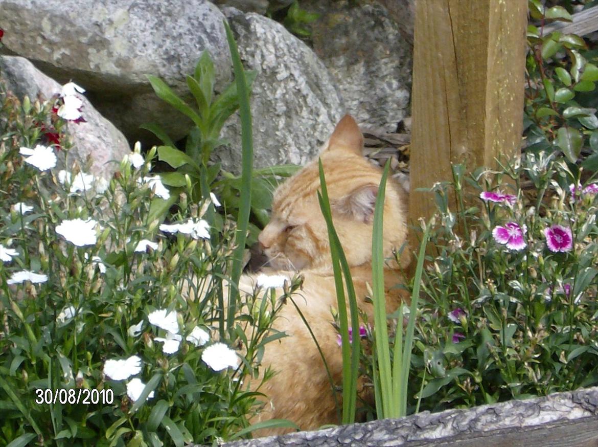 Huskat Tarzan - Tarzan ligger ude i haven og nyder det dejlige vejr. billede 2