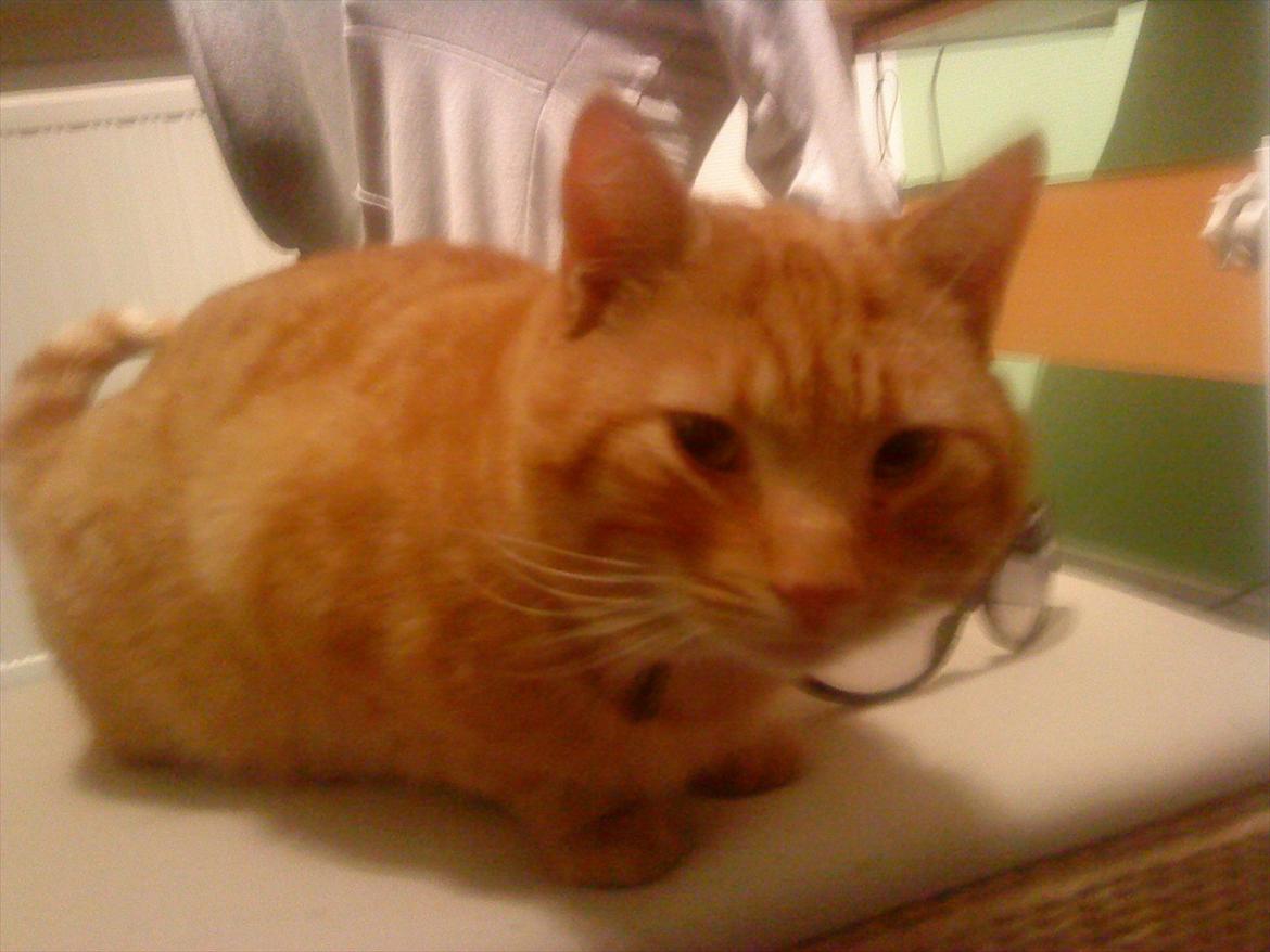 Huskat Tarzan - Tarzan. billede 3