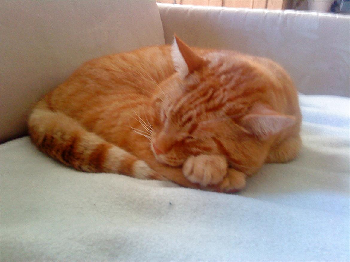 Huskat Tarzan - Tarzan sover inde på sofaen i stuen. billede 4