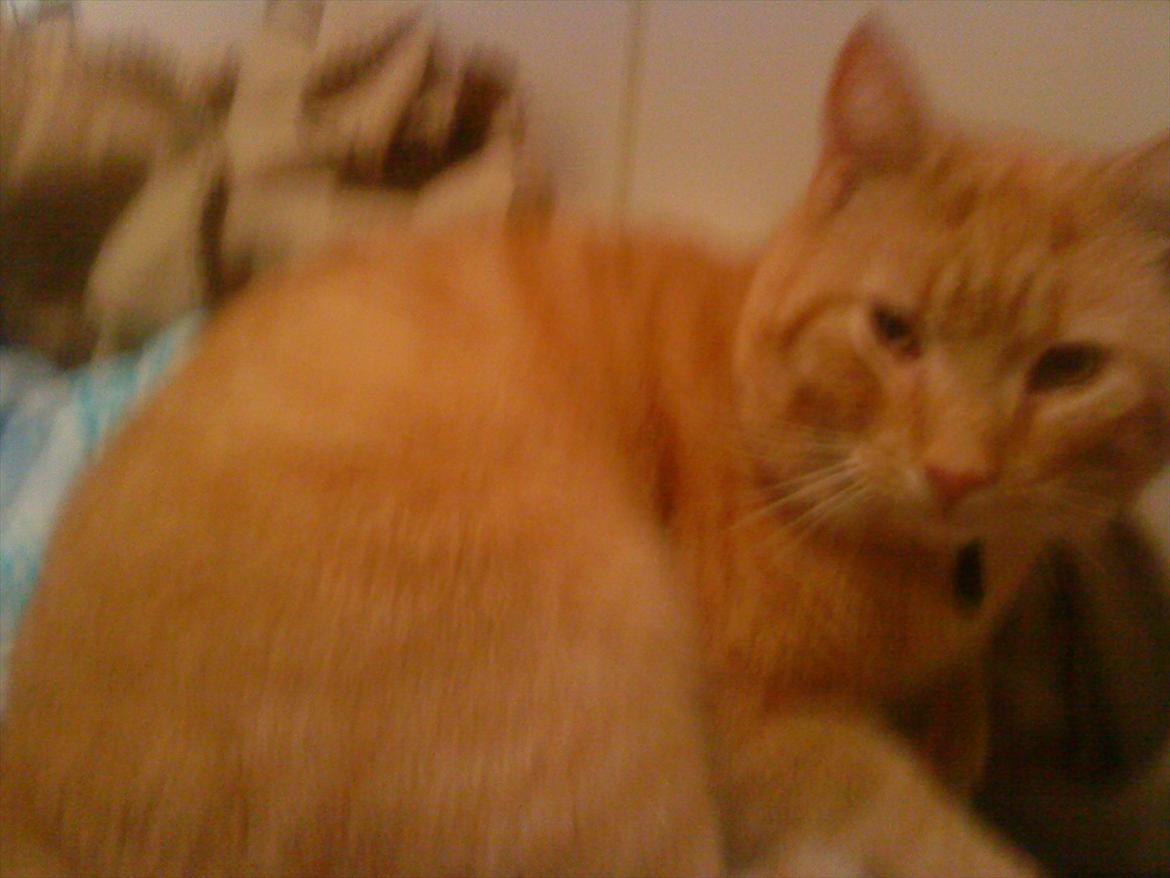 Huskat Tarzan - Tarzan. billede 5