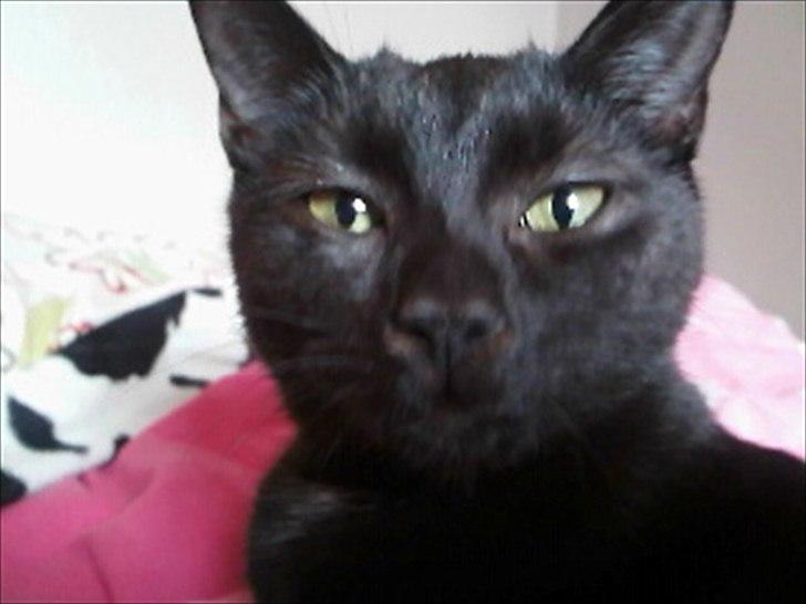 Huskat Darkan - Darkan tæt på. billede 1