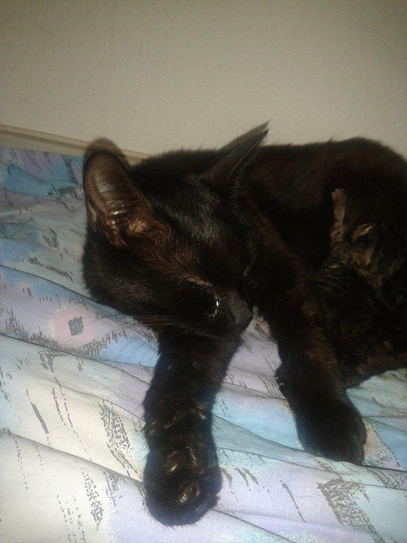 Huskat Darkan - Darkan med hendes her ene killing. billede 2