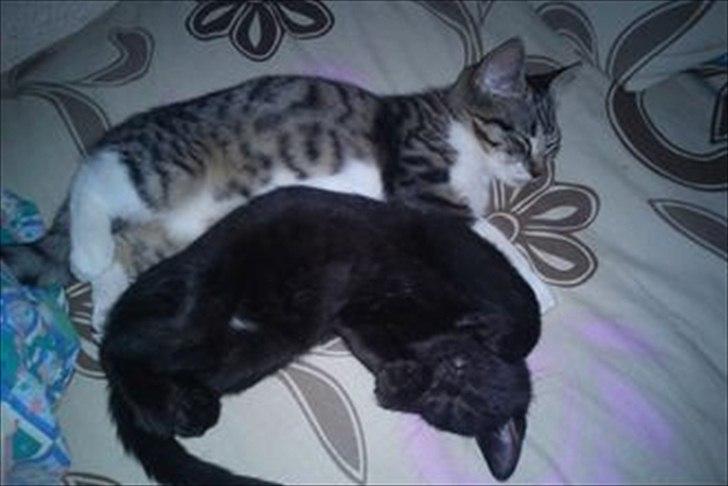 Huskat Darkan - Darkan med sin ene bror/søster. billede 3