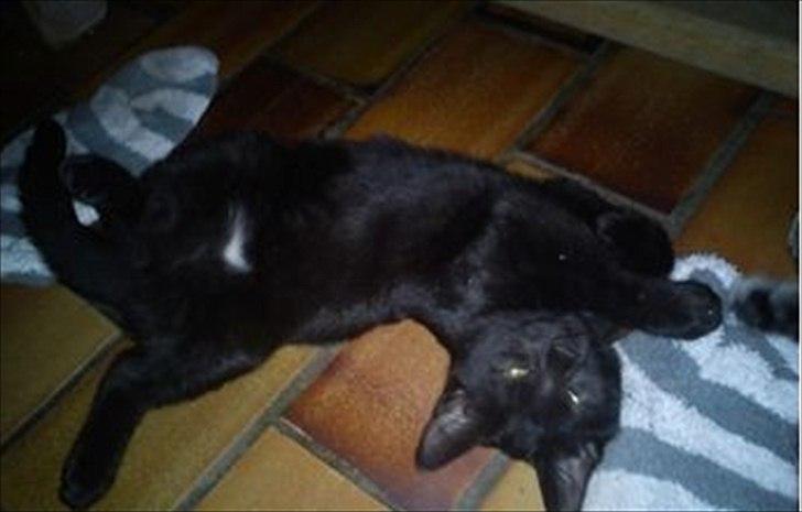 Huskat Darkan - Darkan som ca. 20 uger. billede 4