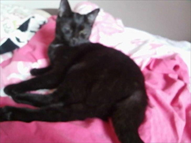 Huskat Darkan - Darkan. billede 5