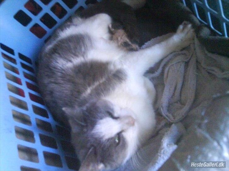 Huskat Speedy billede 1